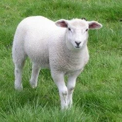 Лечение овец больных маститами