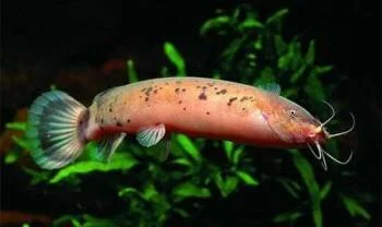 Приготовление влажного консервированного зерна кукурузы