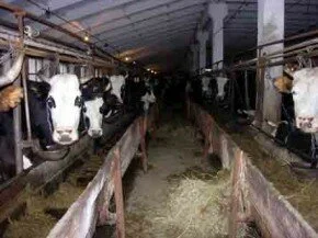 Дезинфекция животноводческих помещений